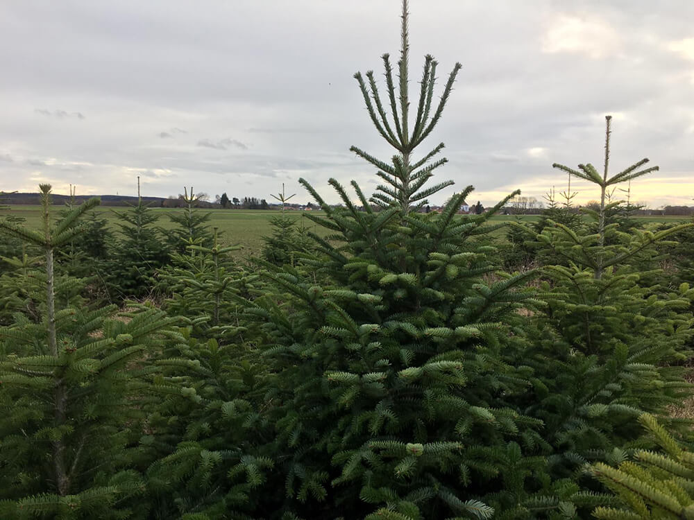 nordmanntannen auf plantage